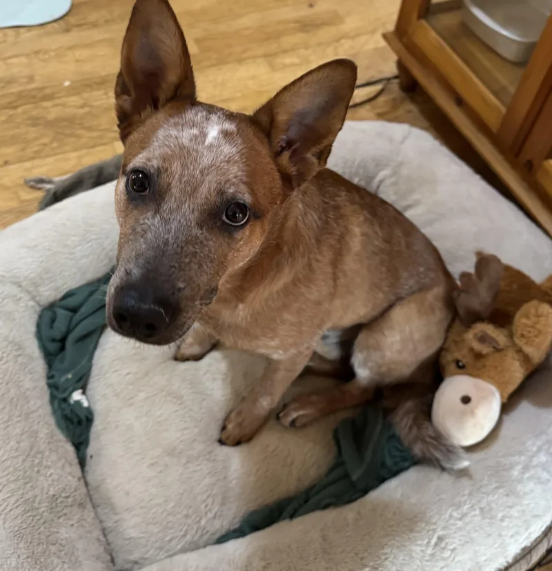 A young medium-sized male Australian Cattle Dog / Blue Heeler dog named Blue for adoption in Glenwood City, WI