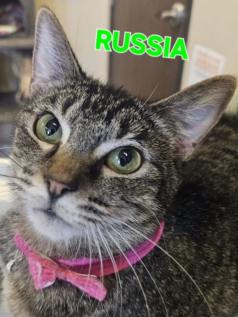 A young medium-sized female Tabby (Brown / Chocolate) Domestic Short Hair cat named Russia for adoption in Orange, CA
