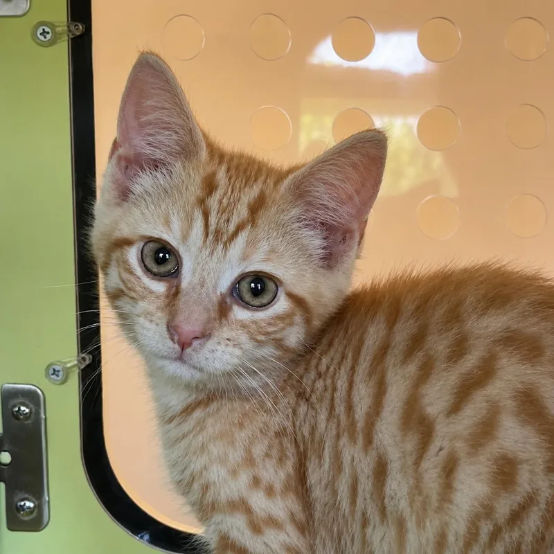 A baby medium-sized female Orange / Red Domestic Short Hair cat named Marmalade for adoption in Pontiac, MI