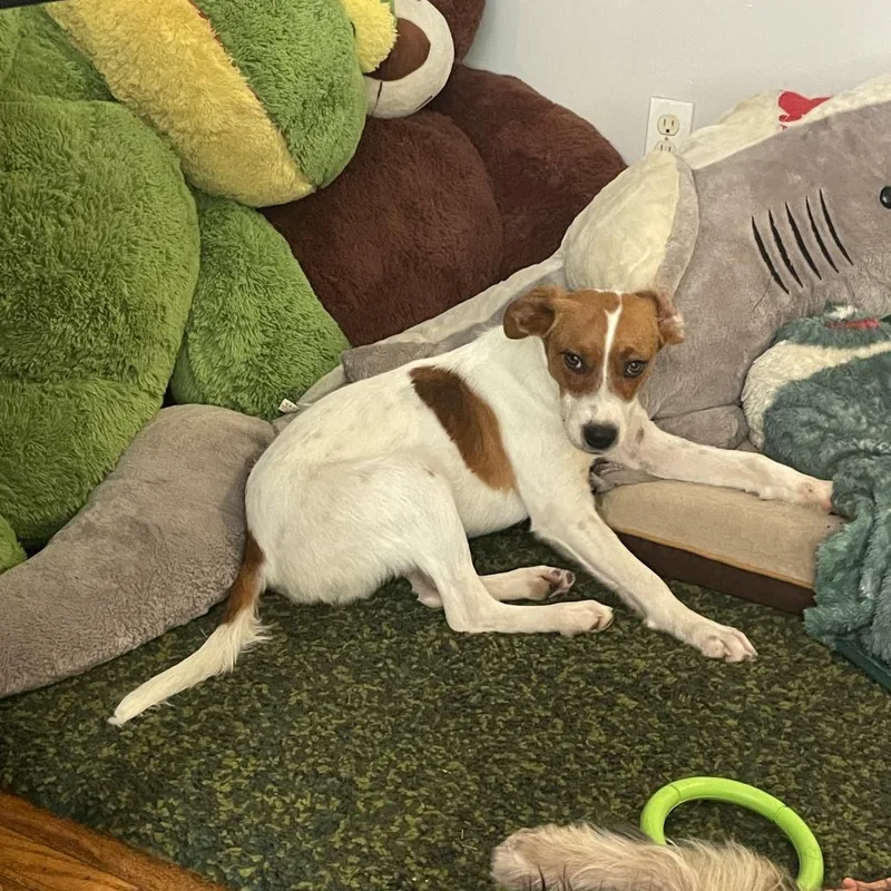 Jack Sparrow thumbnail 2