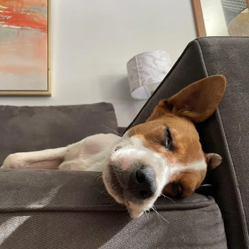 Jack Sparrow thumbnail 3