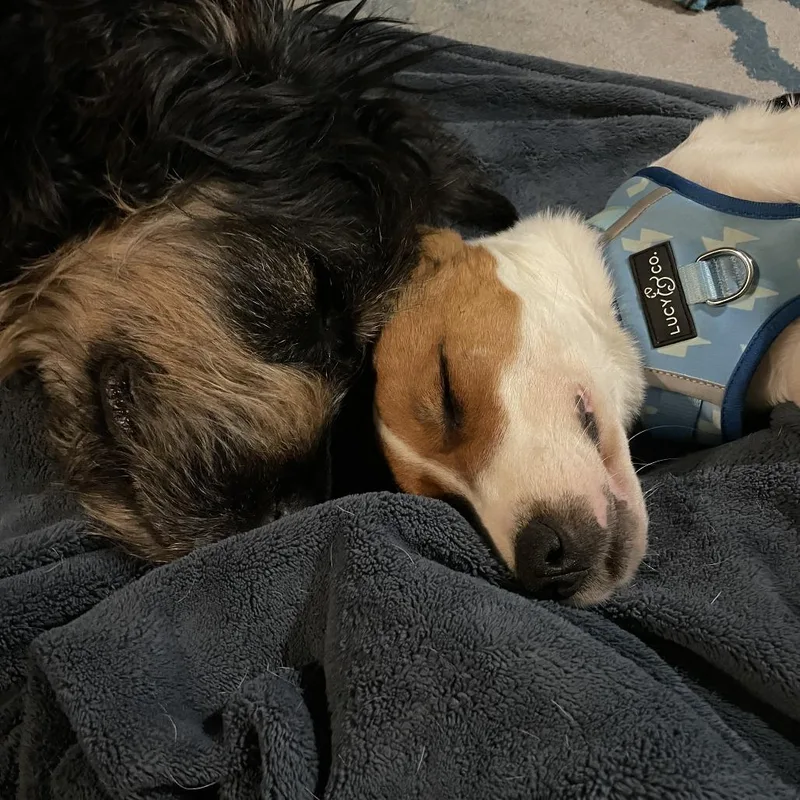 Jack Sparrow thumbnail 4