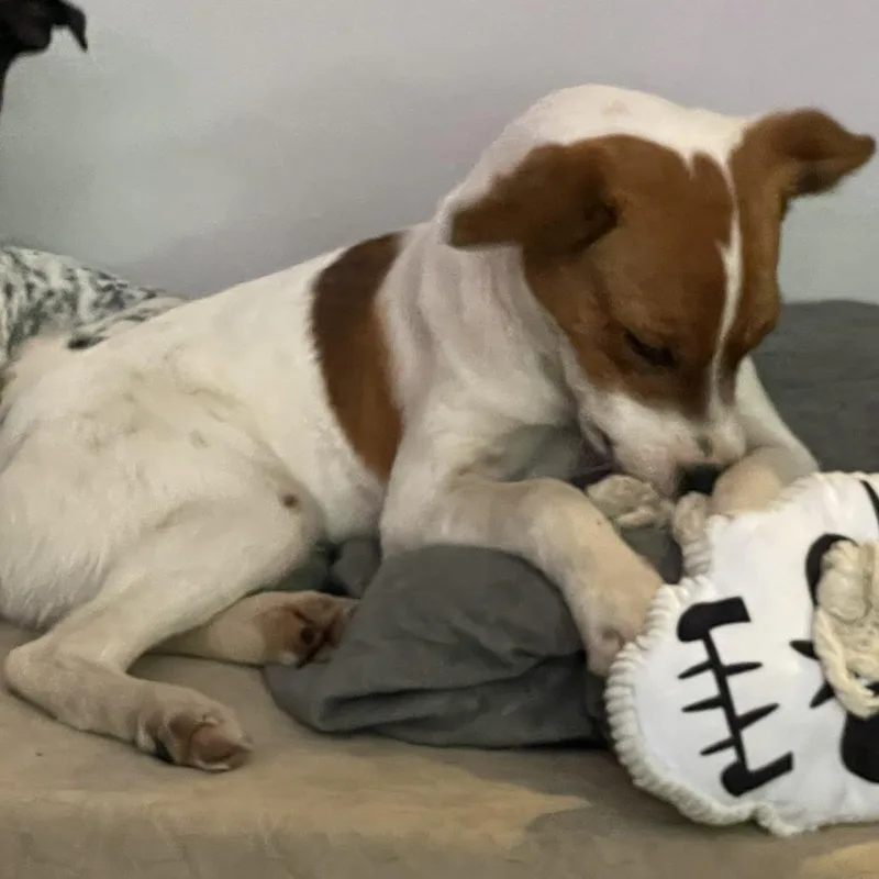 Jack Sparrow thumbnail 5