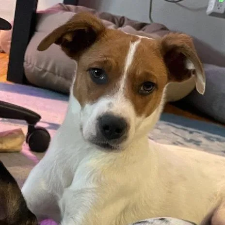 Jack Sparrow thumbnail 6