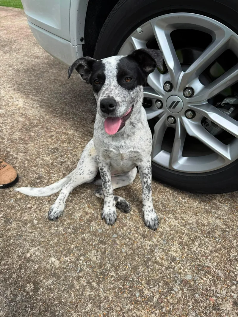 A baby medium-sized female Australian Cattle Dog / Blue Heeler dog named Cookie for adoption in Pembroke, MA
