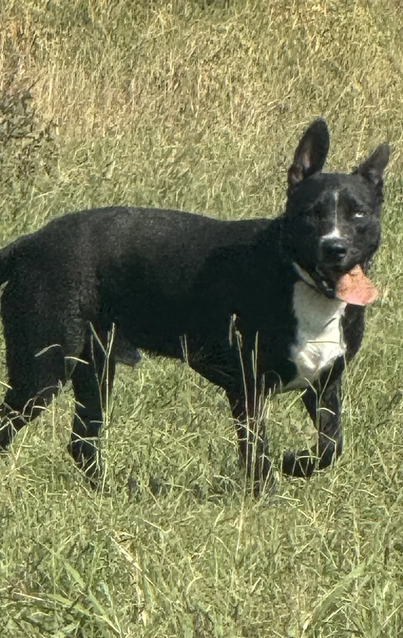 An adult medium-sized male Cattle Dog dog named Budman for adoption in Holly Springs, MS