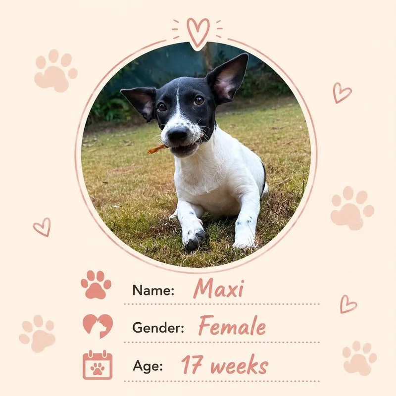 A baby small-sized female Dachshund dog named Maxi for adoption in New York, NY