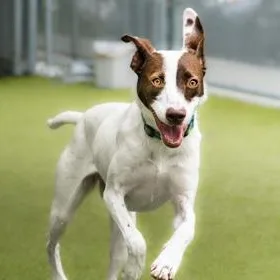 An adult medium-sized female White / Cream Mixed Breed dog named Luci for adoption in Santa Cruz, CA