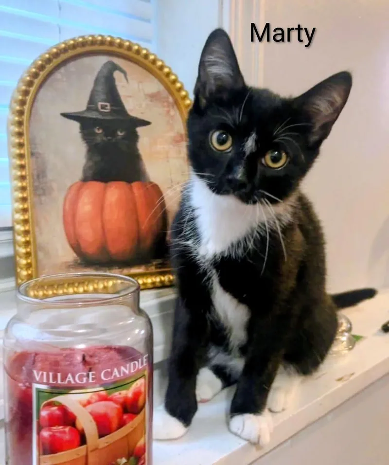 A baby medium-sized male Black & White / Tuxedo Domestic Short Hair cat named Marty for adoption in Binghamton, NY