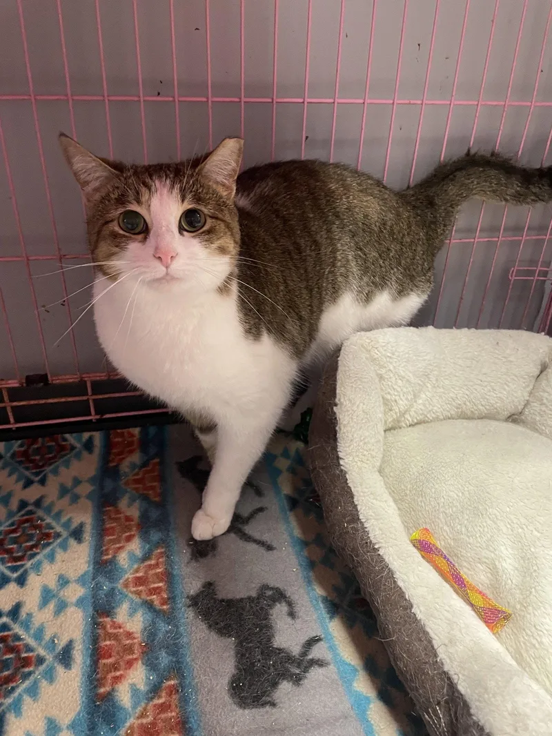 An adult medium-sized female Tabby cat named Helenea   Must for adoption in Georgetown, KY