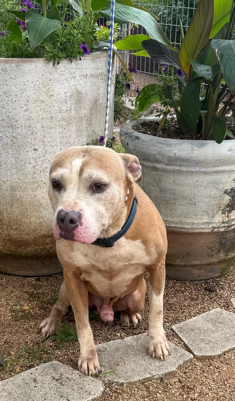 A young medium-sized male Apricot / Beige American Staffordshire Terrier dog named Bubba Biscuit for adoption in Farmington, MO
