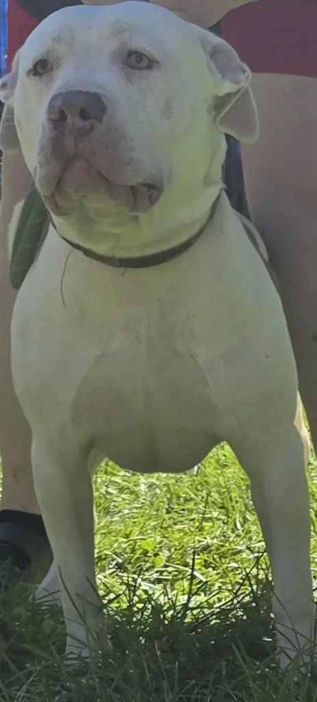 A young medium-sized male American Bulldog dog named Ghost for adoption in Hillsdale, IN