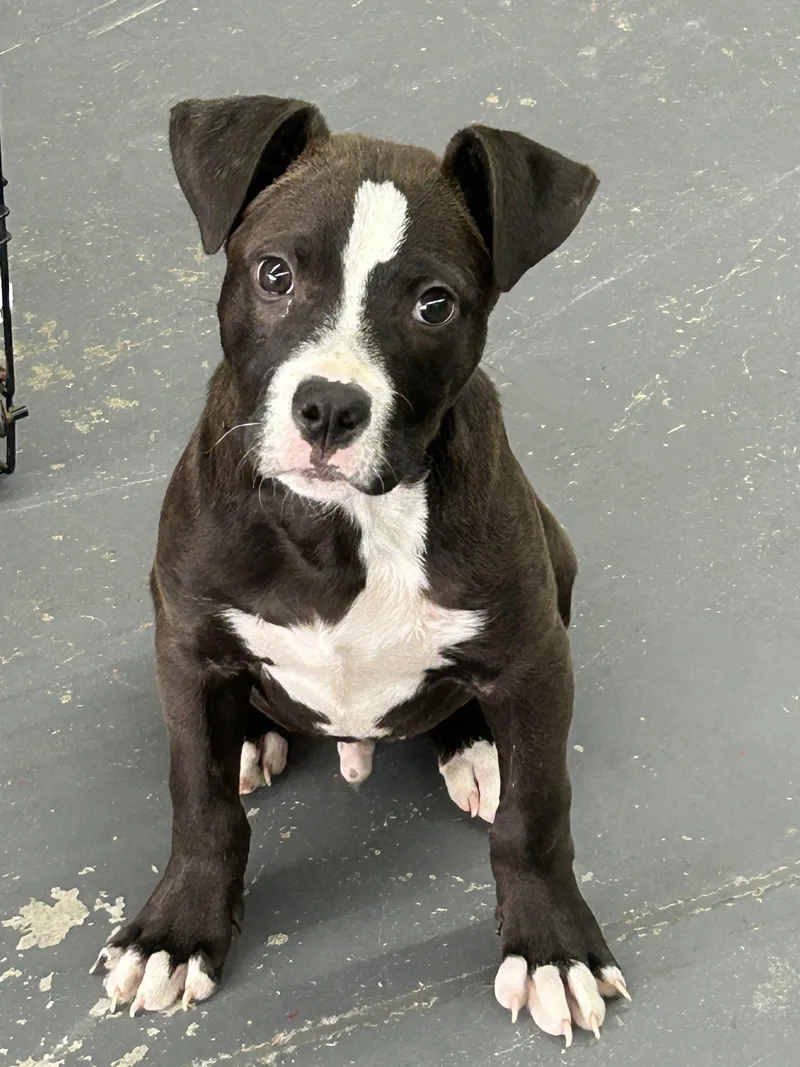 A baby medium-sized male Pit Bull Terrier dog named Pongo for adoption in Barnhart, MO