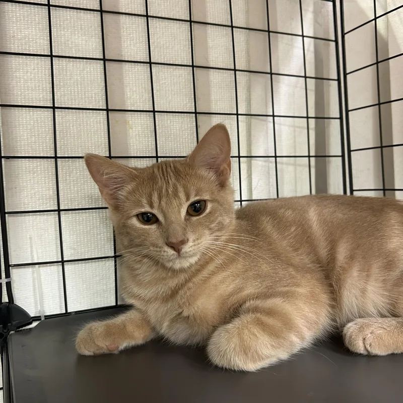 A young medium-sized male Domestic Short Hair cat named Water Color for adoption in St. Clair, MI