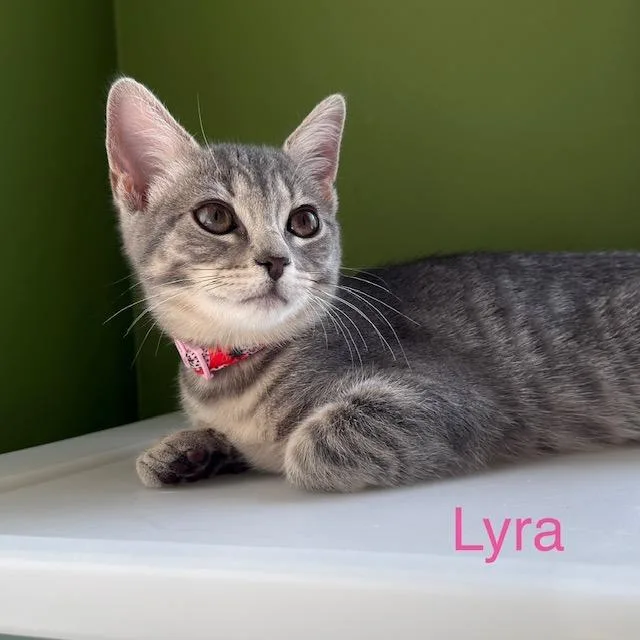 A baby small-sized female Domestic Short Hair cat named Lyra for adoption in New Bern, NC