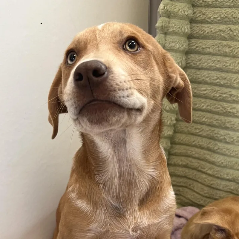 A baby medium-sized female Red / Chestnut / Orange Hound dog named Bonjour for adoption in Kanab, UT