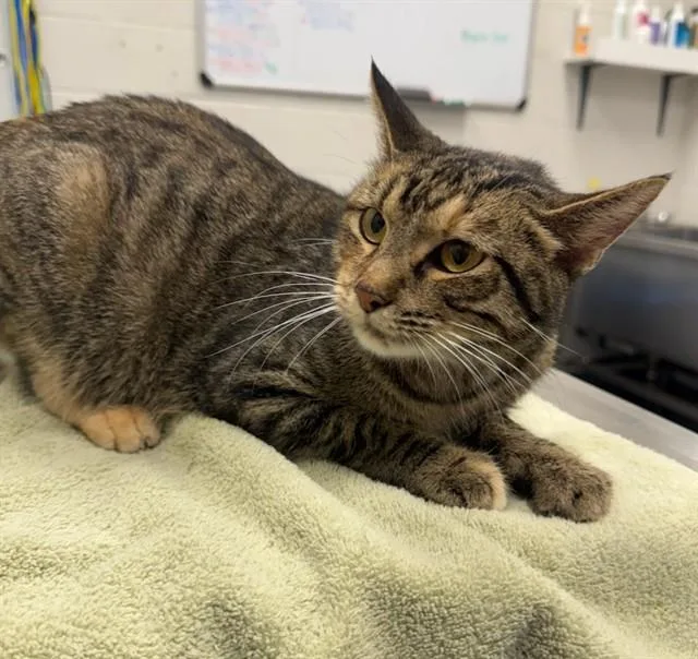 A young small-sized female Domestic Short Hair cat named Nova Velvetpaw for adoption in Peoria, IL