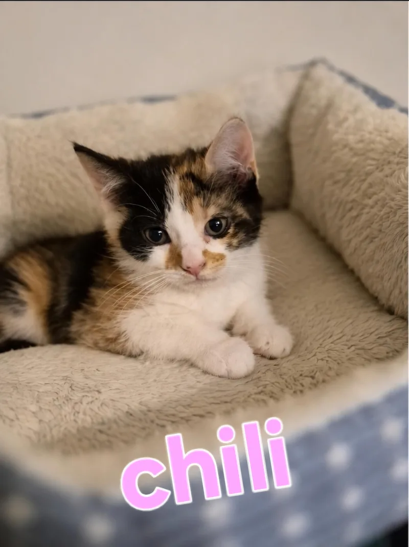 A baby small-sized female Domestic Medium Hair cat named Chili for adoption in Lynchburg, TN