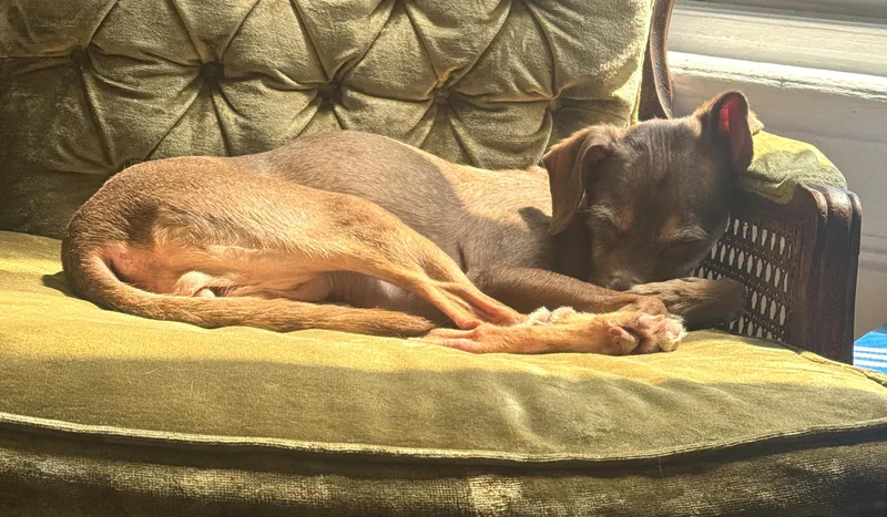 A senior medium-sized female Chihuahua dog named Jilly for adoption in Brooklyn, NY