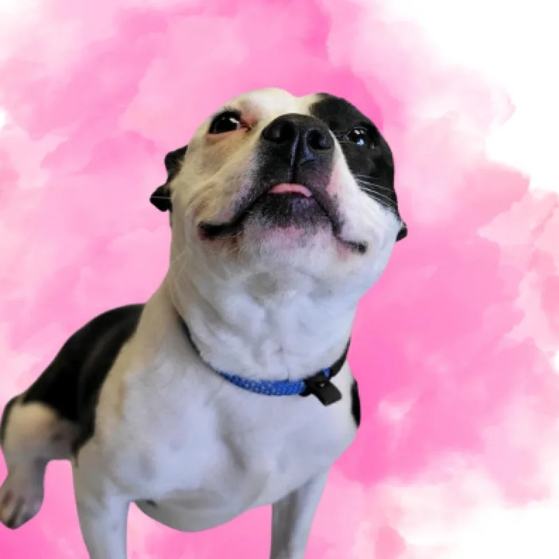 An adult medium-sized female Pit Bull Terrier dog named Paige for adoption in Concord, NC