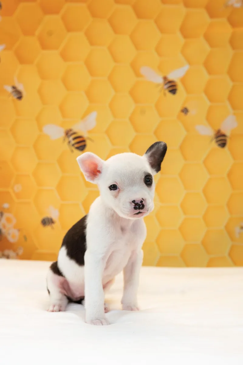 A baby medium-sized female Bulldog dog named Sweet Bee for adoption in Avon, CT