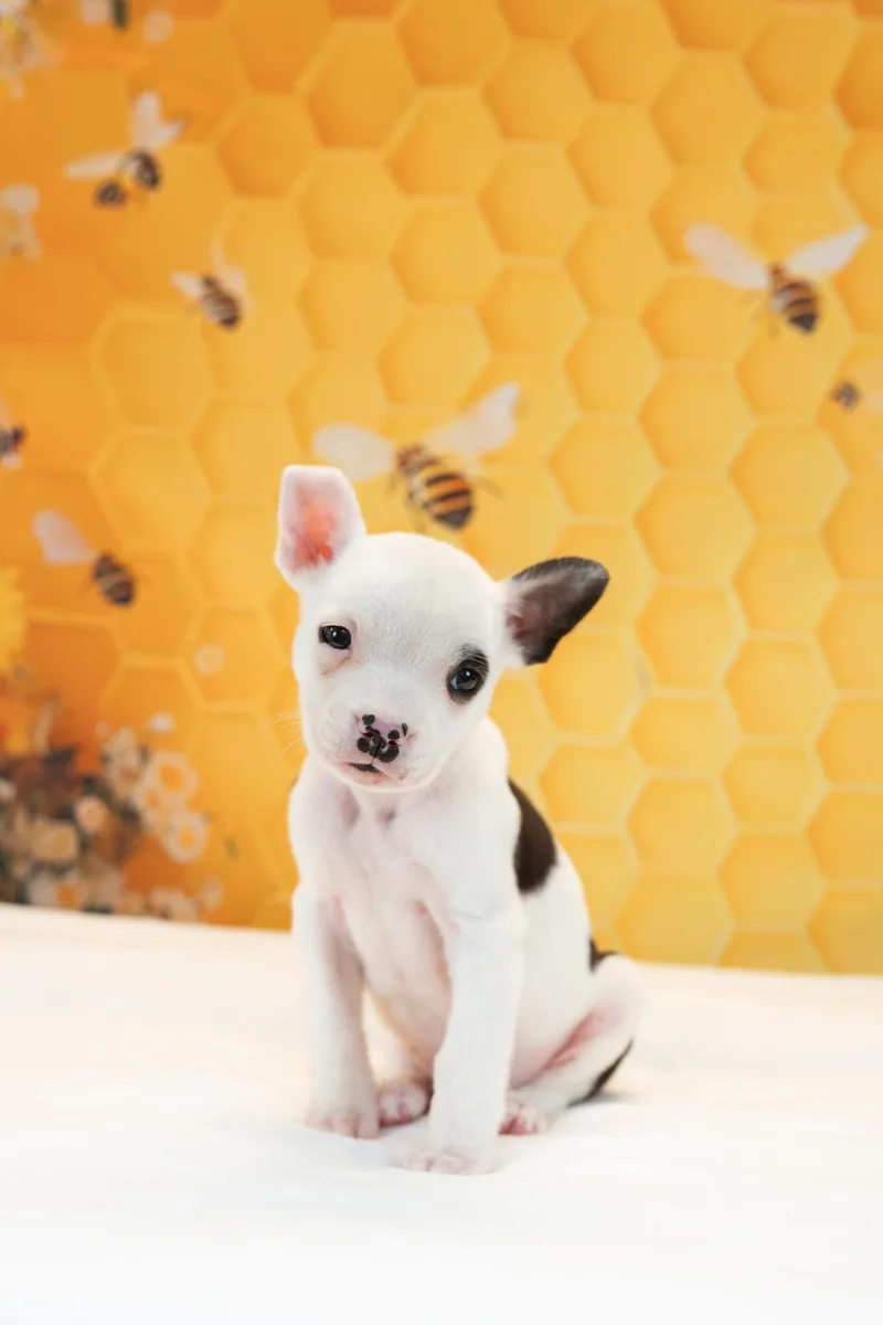 Sweet Bee thumbnail 3
