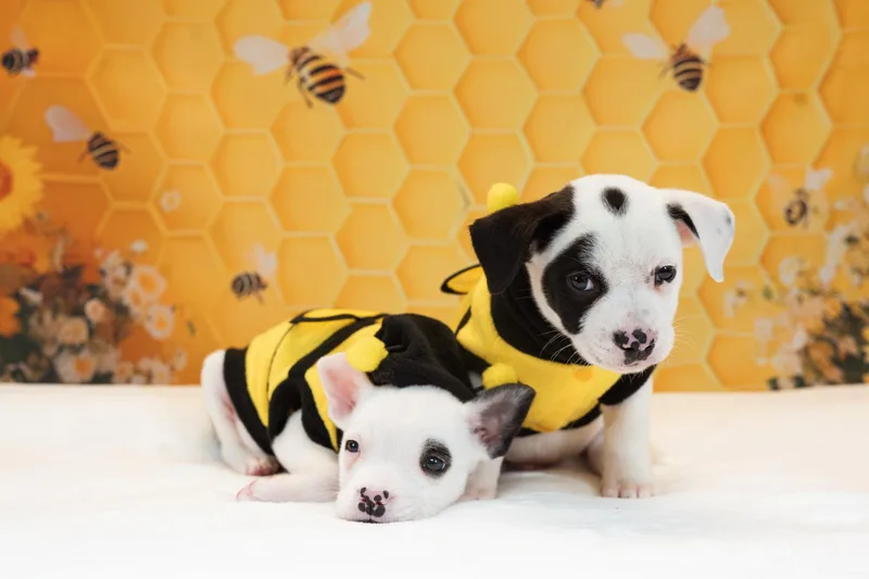 Sweet Bee thumbnail 4
