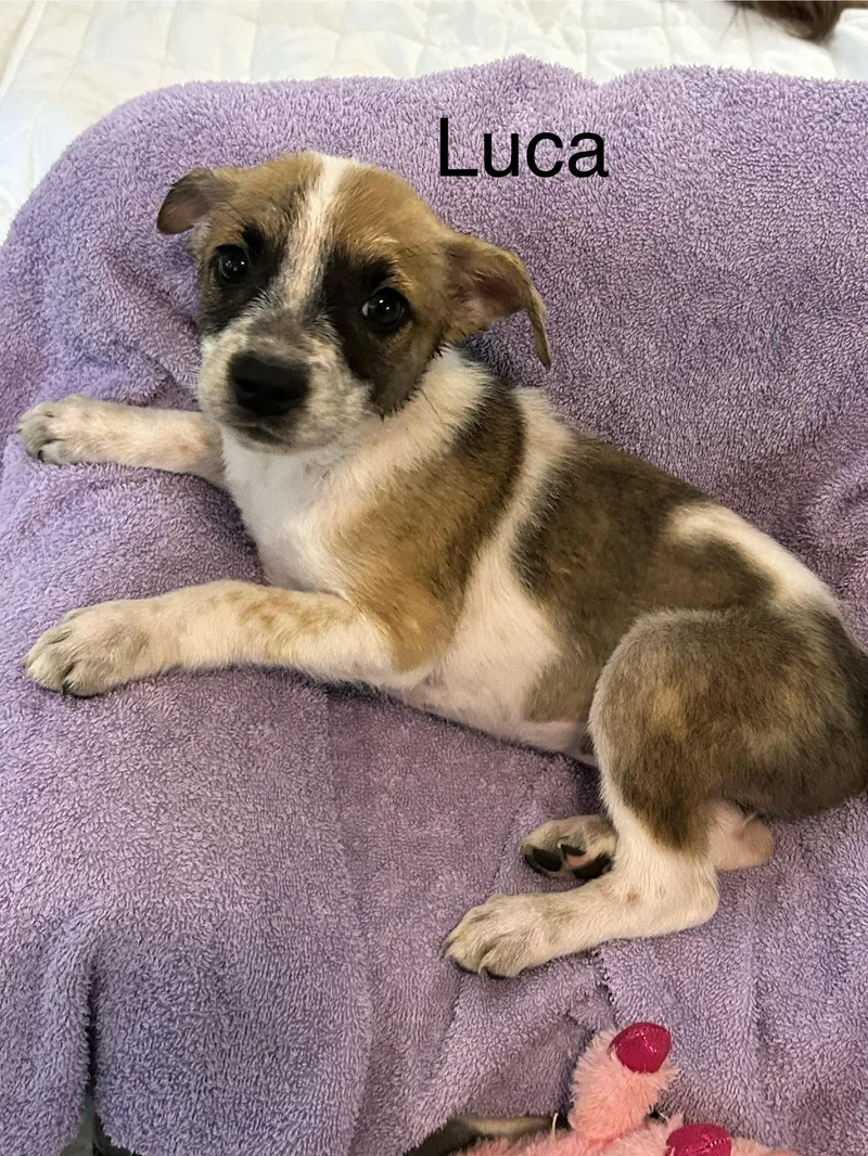 Luca