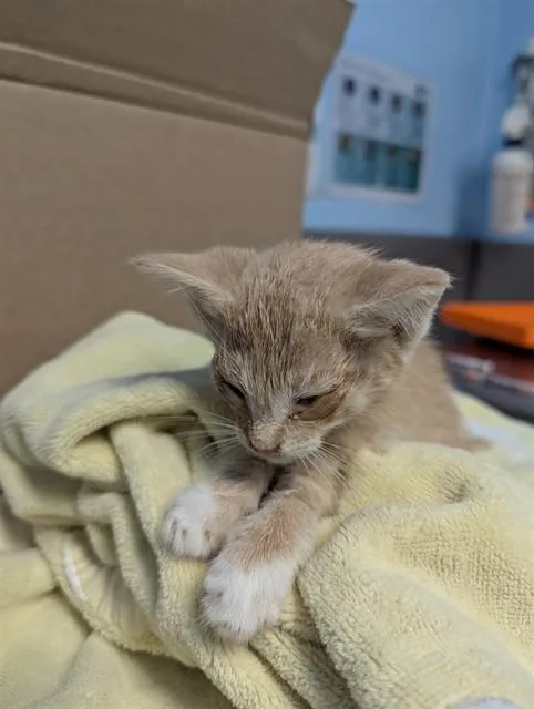 A baby small-sized male Domestic Short Hair cat named Ralphie for adoption in Bakersfield, CA