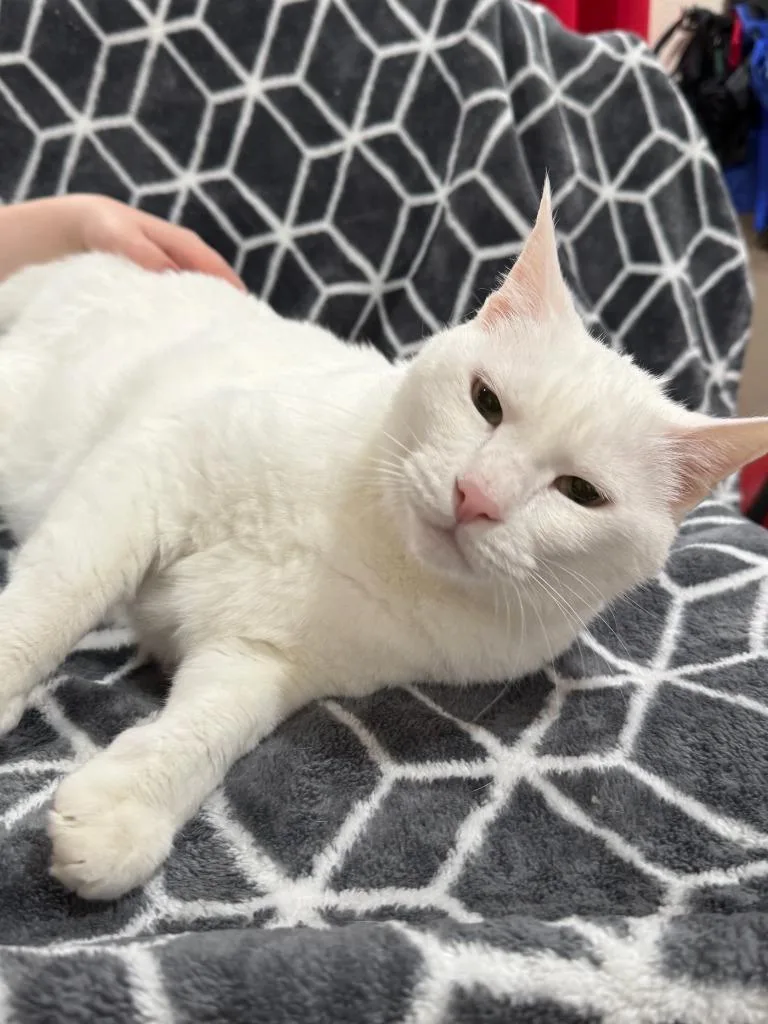 A senior large-sized male Exotic Shorthair cat named Emperor for adoption in Vacaville, CA