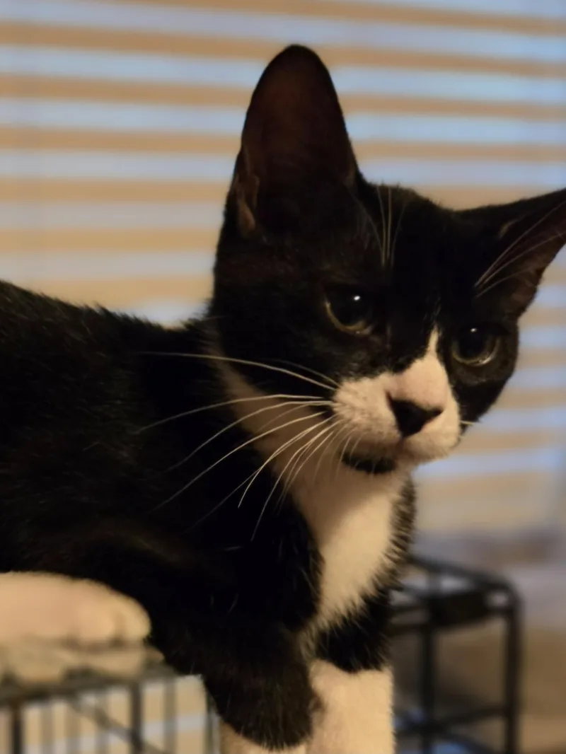 A young medium-sized male Tuxedo cat named Odyssey for adoption in Centerville, GA