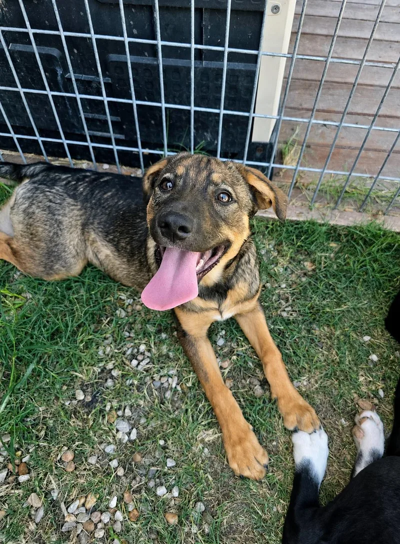 A baby medium-sized male Bicolor Labrador Retriever dog named Zoro for adoption in San Antonio, TX
