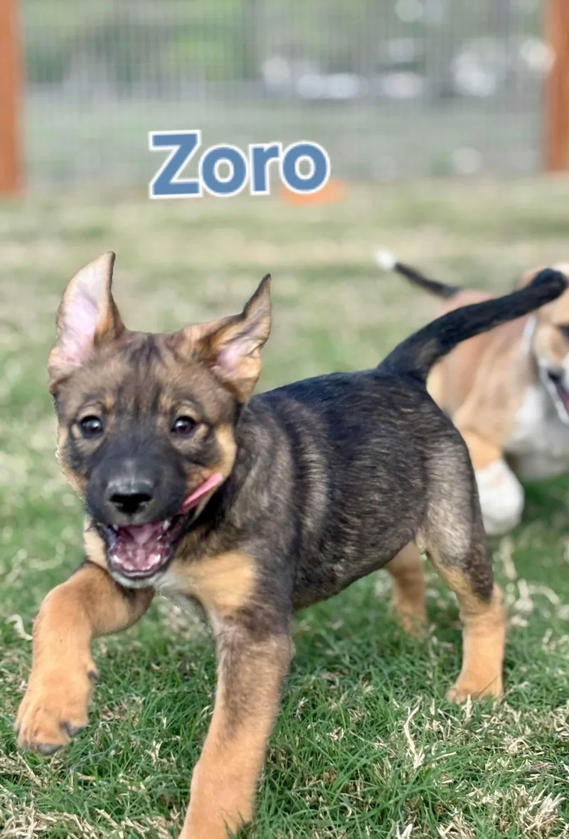 Zoro thumbnail 3