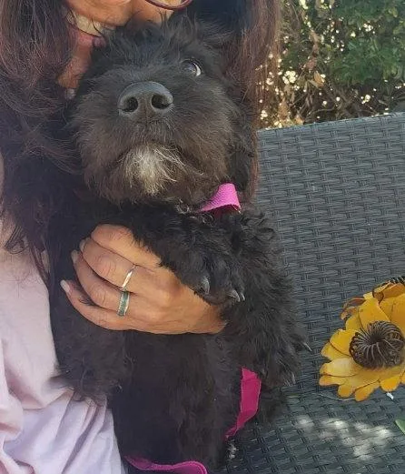 Daffodil
