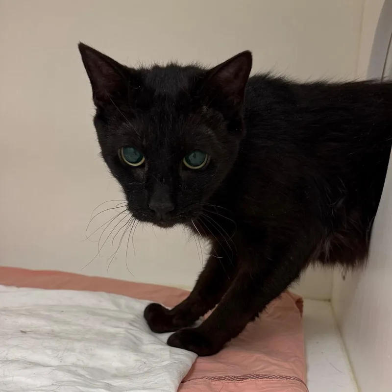 A senior medium-sized male Black Domestic Short Hair cat named Shelly for adoption in Philadelphia, PA