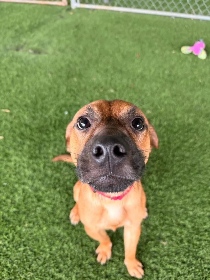A young medium-sized male Mixed Breed dog named Luca for adoption in Brooklyn, NY