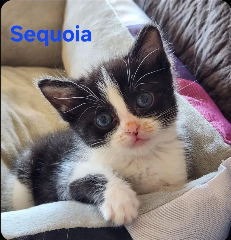 A baby small-sized male Domestic Short Hair cat named Sequoia for adoption in San Jacinto, CA