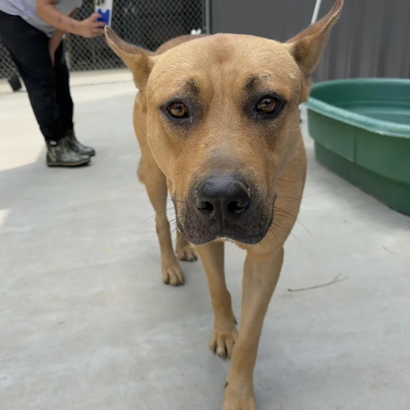 An adult large-sized male Red / Chestnut / Orange Husky dog named Ronaldo for adoption in Birmingham, AL