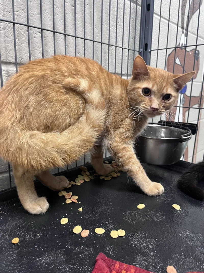 A young medium-sized male Orange / Red Domestic Short Hair cat named Nemo for adoption in Carrollton, GA