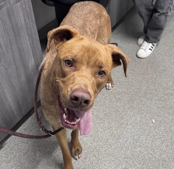 A young extra large-sized female Pit Bull Terrier dog named Stella for adoption in Escondido, CA
