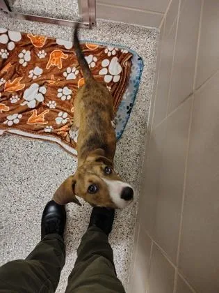 A baby small-sized male Hound dog named Ostrich for adoption in Gastonia, NC