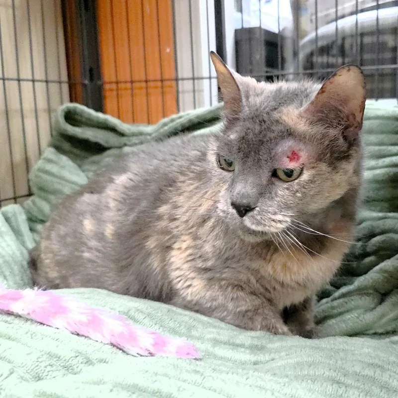 Missy thumbnail 6