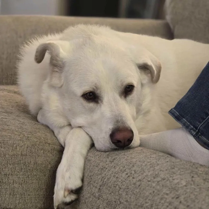 A young large-sized male Great Pyrenees dog named Sif for adoption in Alexandria, VA