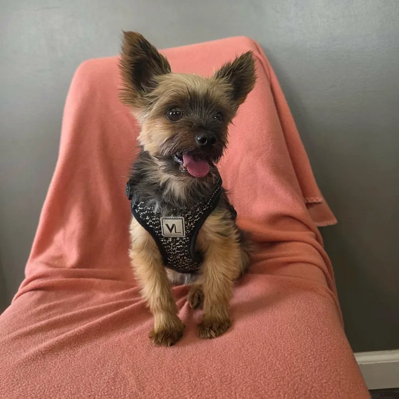 A senior small-sized female Black Yorkshire Terrier dog named Bellini for adoption in Jackson, MO