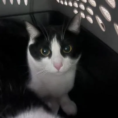 An adult large-sized female Black Domestic Short Hair cat named Leena for adoption in Fairport, NY