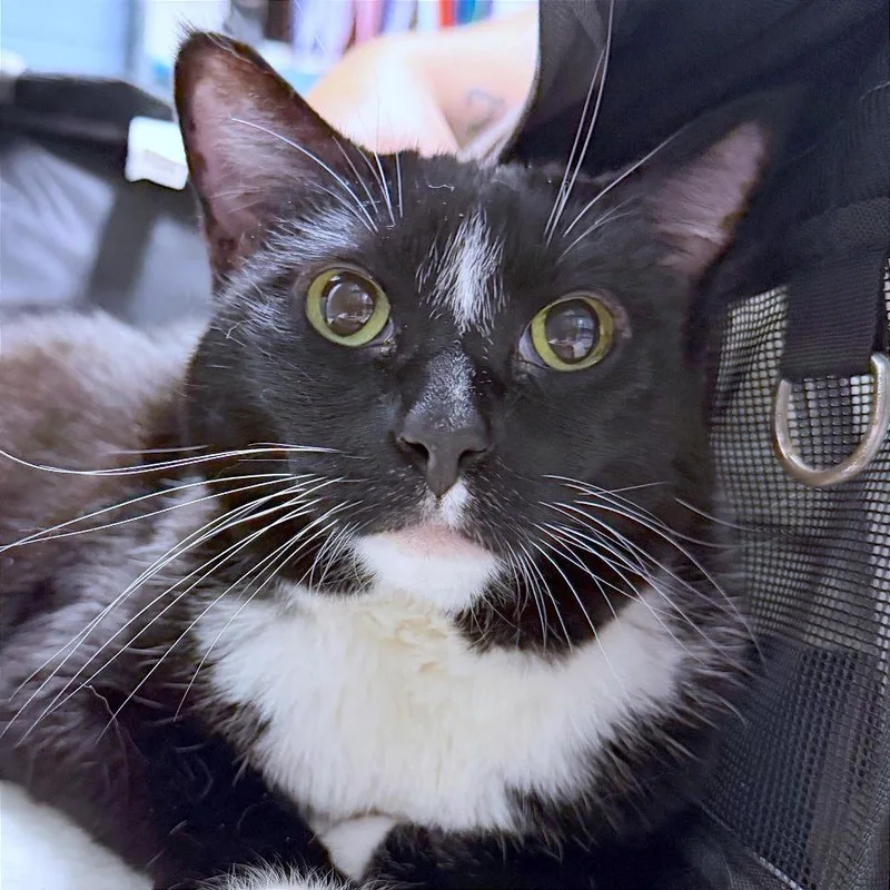 A senior large-sized female Black Domestic Short Hair cat named Winnie for adoption in Providence, RI