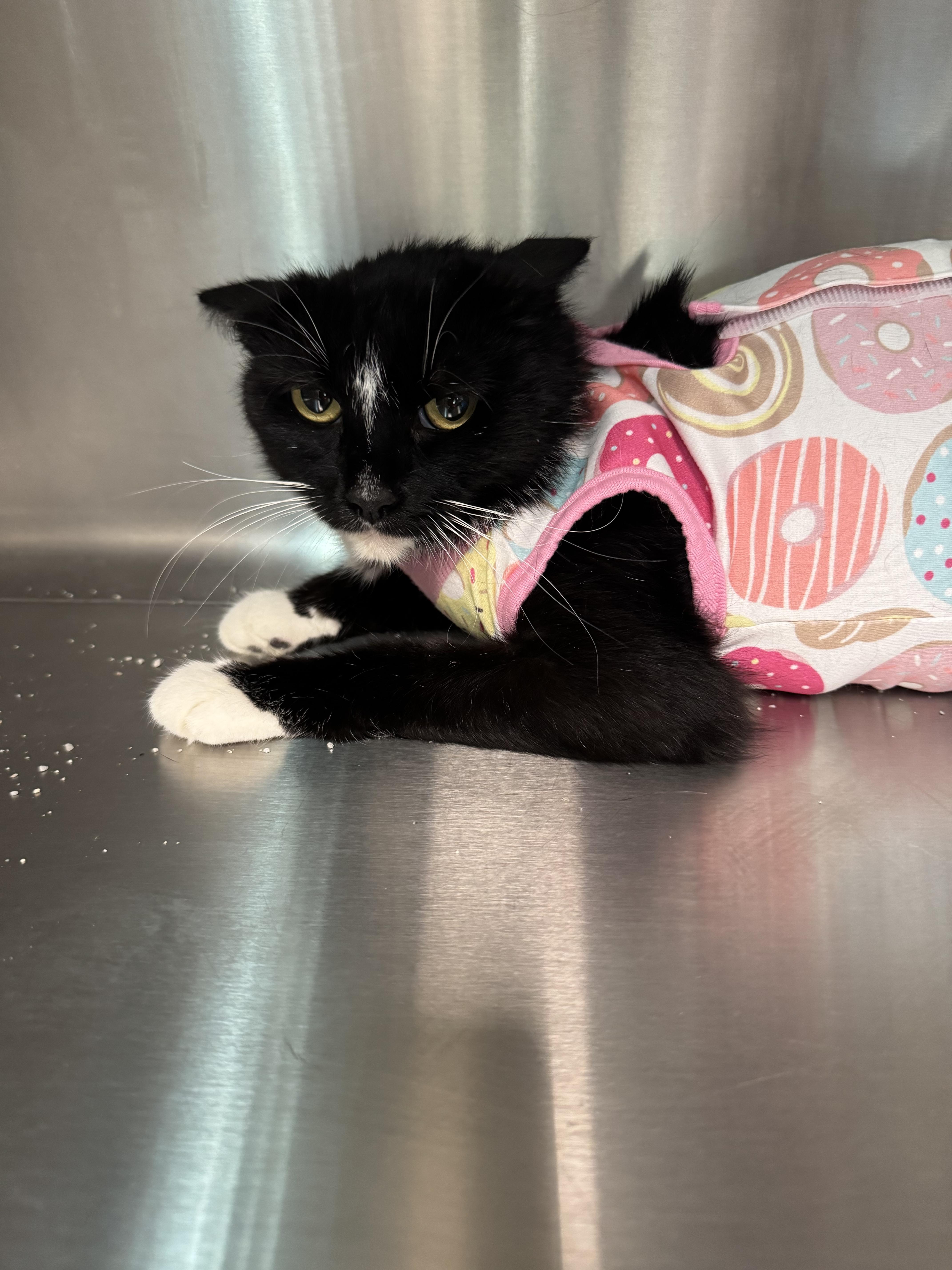 An adult medium-sized female Domestic Short Hair cat named Mama Sugar for adoption in Chico, CA