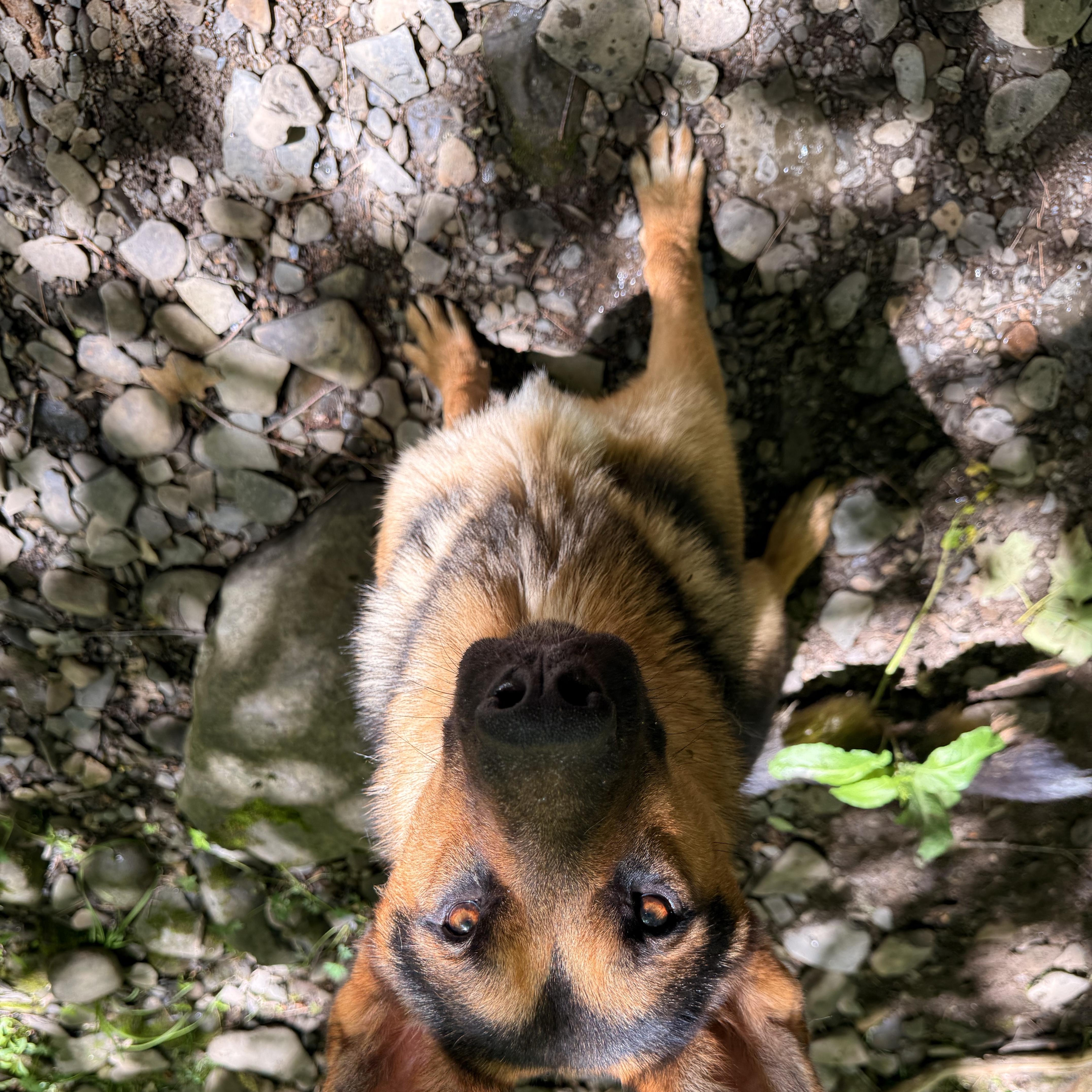 A young large-sized male German Shepherd Dog dog named Mason for adoption in Milford, NY
