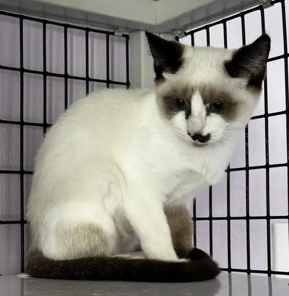 A baby medium-sized female Seal Point Snowshoe cat named Vera Lovely Snowshoe for adoption in Hoquiam, WA