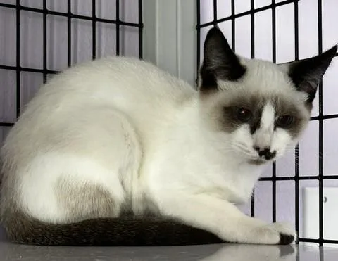 Vera  Lovely Snowshoe thumbnail 2